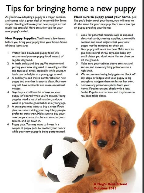 exclusive puppy tips    week  home dog dwell