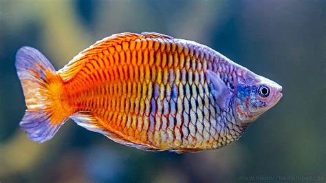 Fish Profile The Boesemani Rainbowfish Melanotaenia Boesemani