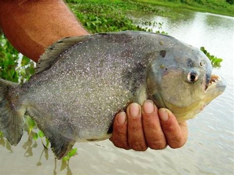 Ataque de palometas en el Río Paraná más de 40 heridos