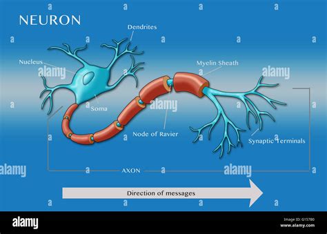 A Learners Notebook Neuron Axon Dendrite And Synapse