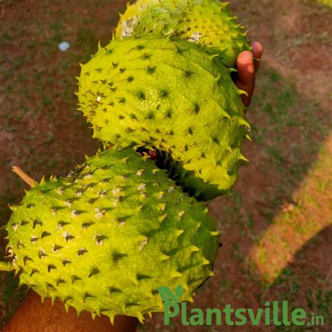 Soursop Lakshmana Phal Plant