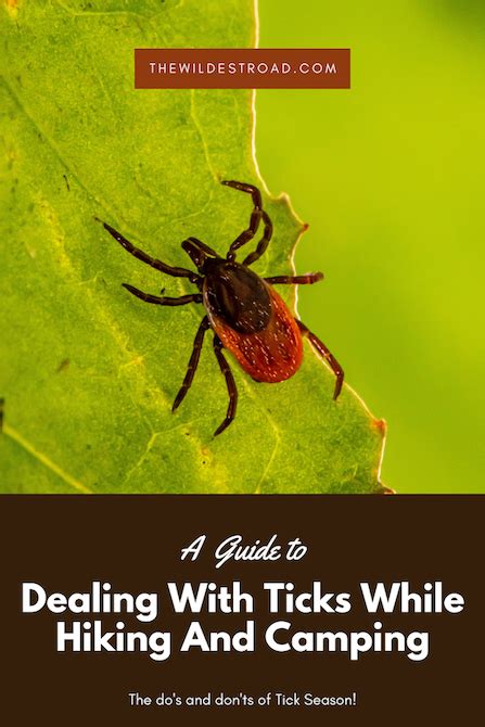 Dealing With Ticks While Hiking And Camping It S Tick Season