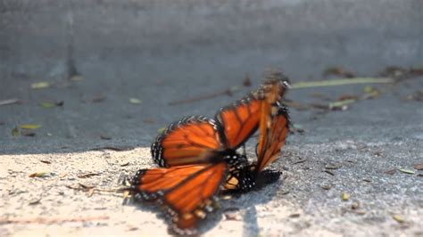 Monarch Butterflies Mating Youtube