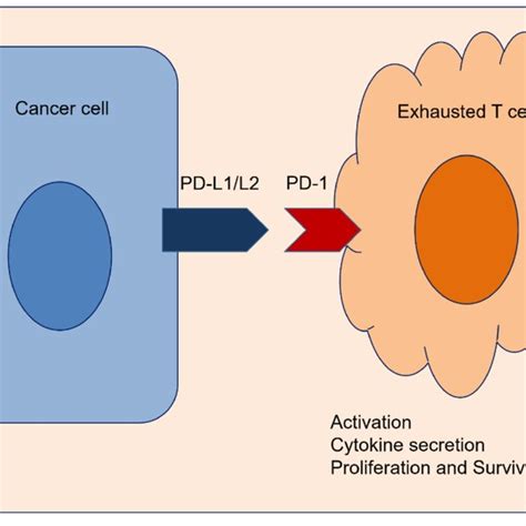 Targets Of Pd 1 Axis And Antibody Clones For Pd L1 A Pie Charts