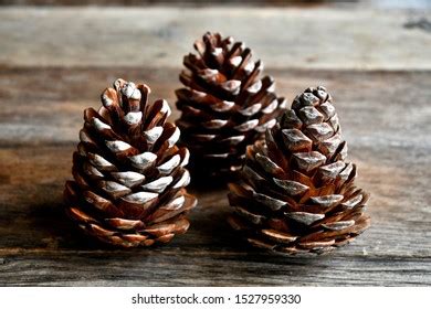 2 Сосновые Шишке В Инее Images, Stock Photos, 3D objects, & Vectors ...
