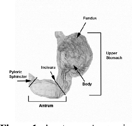 Figure 1 From Intragastric Meal Distribution During Gastric Emptying