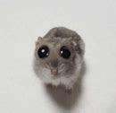 Hamster Big Eyes Meme Hamster Big Eyes Big Sad Eyes Discover And