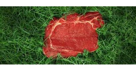 Grass Fed Beef What That Really Means