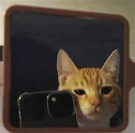 Pin by maria on Salvamentos rápidos Cat selfie Funny looking cats