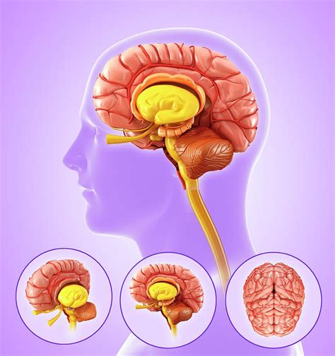 Human Brain Anatomy Photograph By Pixologicstudioscience Photo Library