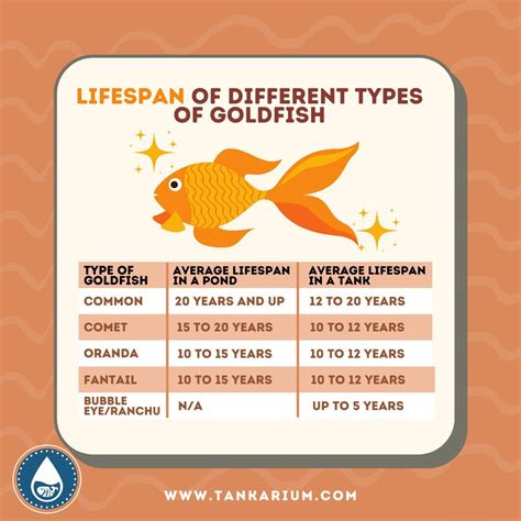 How Long Do Goldfish Live Goldfish Goldfish Types Lifespan