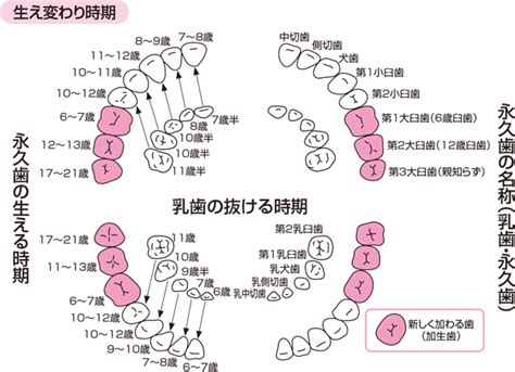 乳歯の生え変わりについて 大阪市の歯医者「みやうちデンタルクリニック」