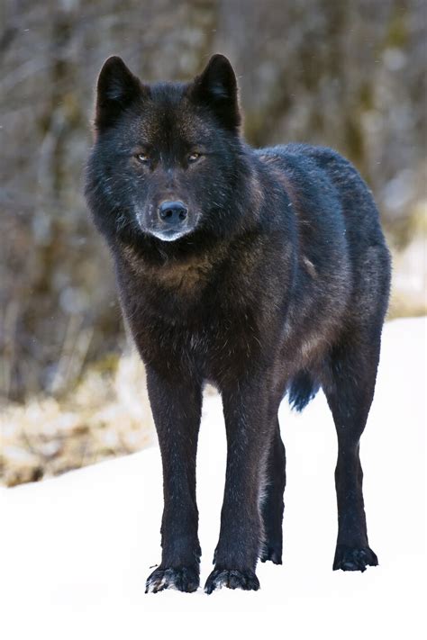 Rare Alaska Gray Wolf To Be Considered For Endangered Species Act