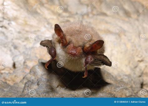 Greater Mouse Eared Bat Myotis Myotis Stock Photo Image Of