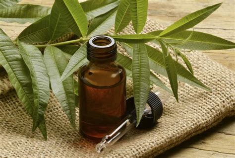 Tea Tree Oil proprietà benefici uso rimedi e controindicazioni