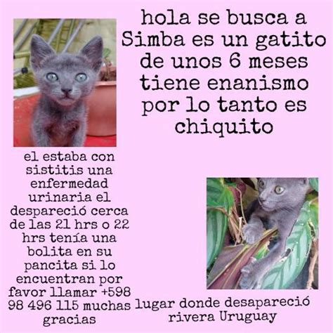 Gatos Del Uruguay On Twitter Ciudad De Rivera Uruguay