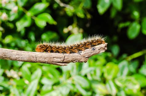 Chenille Processionnaire Du Pin Comment Lutter