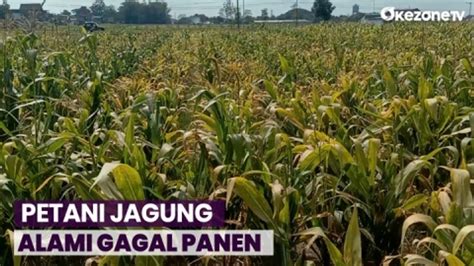 Kemarau Panjang Petani Jagung Di Jawa Timur Gagal Panen Video