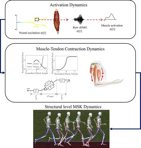 The Subsystems Involved In The Forward Dynamics Of An Msk System Are