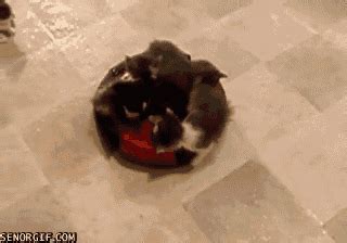 Cat Falling GIF by Cheezburger - Find & Share on GIPHY