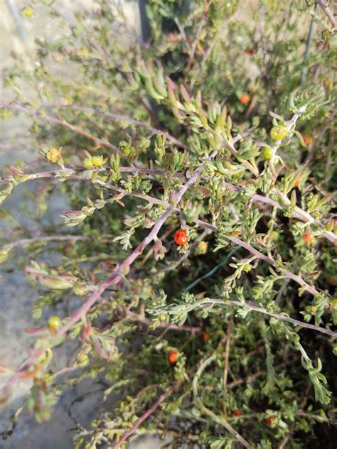 Barrier Saltbush From Aldinga Beach Sa Australia On April