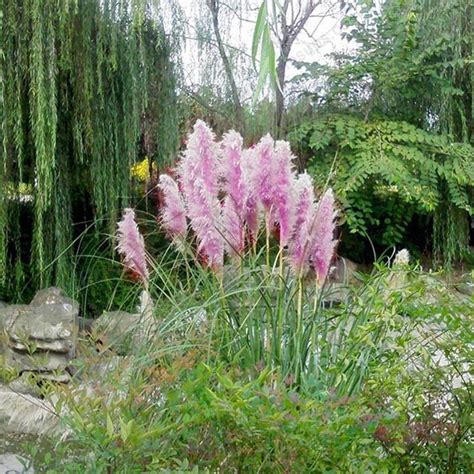 Egrow Pcs Pampas Grass Seed Potted Purple Pampas Grass Garden