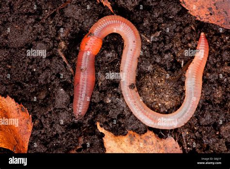 Common Earthworm Germany Lumbricus Terrestris Stock Photo Alamy