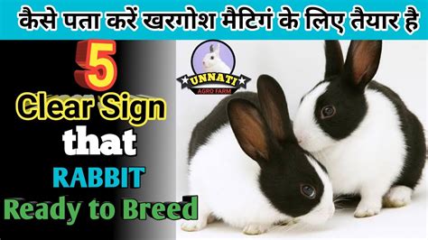 खरगश heat पर ह कस पत कर ll How to Know Rabbit in Heat ready to