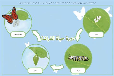 من الحضانة حتى الجامعة • دورة حياة الفراشة