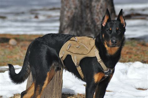 Ruffwear Dog Pack Beauceron Bas Rouge Berger De Beauce French