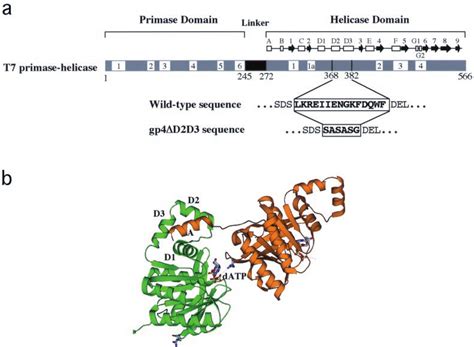 Domain Organization Of T7 Gene 4 Protein A The Modified Region Of The Download Scientific