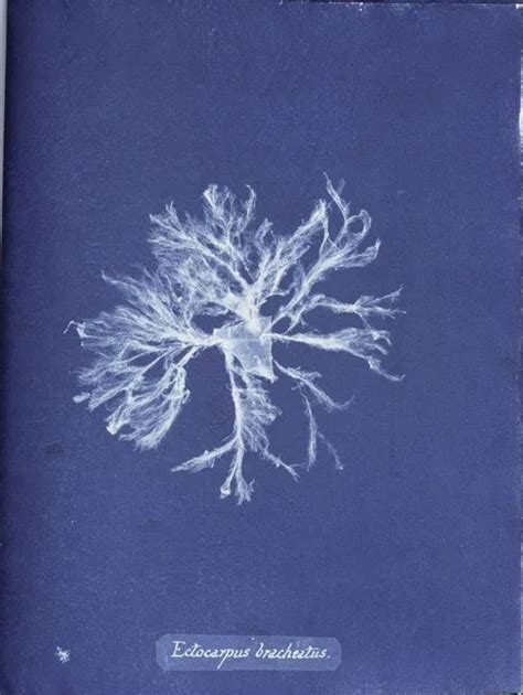 Stunning Cyanotypes Of Sea Algae By The Self Taught Victorian Botanist