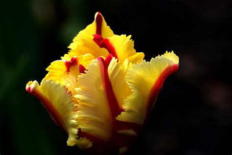 Free Images Blossom Leaf Flower Petal Tulip Spring Red Botany