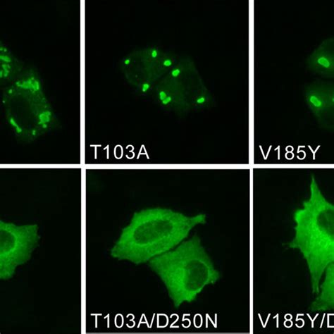 Intracellular Distribution Of MxA G Domain Mutants HeLa Cells Were