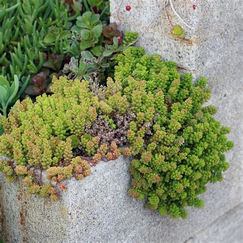 Trailing Succulents Types - Best Succulent Ideas