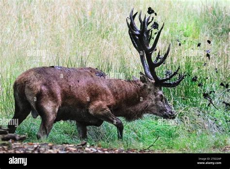 D Lmen Germany Rd Oct A Large Mature Red Deer Stag Cervus