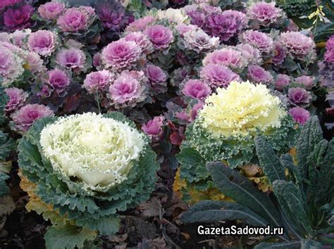 Декоративная капуста – овощ или цветок? » "Газета садовод" - сетевое ...