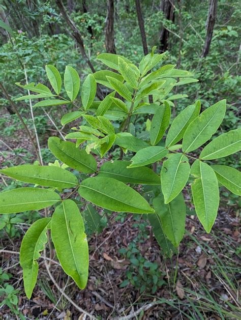 Dicots From Mount Mellum QLD 4550 Australia On January 19 2024 At 06