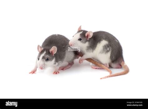 Tame Rats Hi Res Stock Photography And Images Alamy