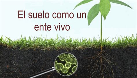 El Suelo Como Ente Vivo InfoAgronomo