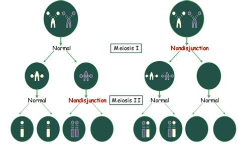 Chromosome Abnormalities Flashcards Quizlet