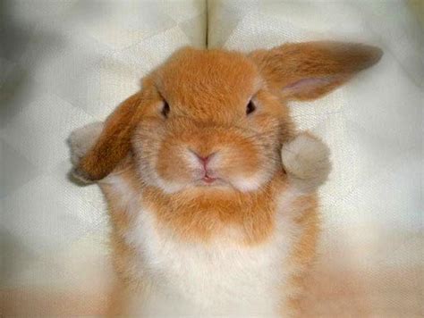 animalitos tiernos imagui