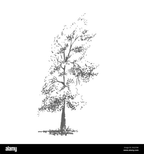 Old Poplar Tree Stock Vector Images Alamy