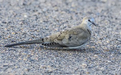 Dove Namaqua Oena Capensis Female Kruger South Africa World Bird