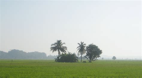 Sawah Padi Di Kg Lang Merah Mukim Bukit Raya Pendang Ke Flickr