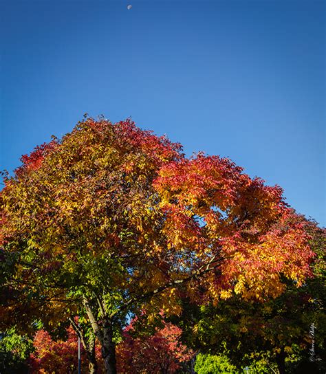 Oregon Fall Colors on Behance