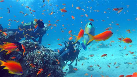 Red Sea, Israel : r/scuba