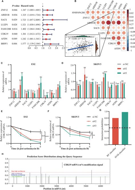 Hnrnpa B Regulates The Stability Of Cdk Mrna A Forest Plot For