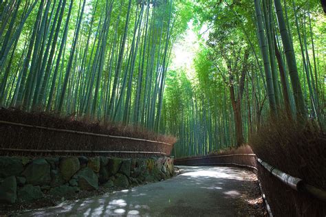 The bamboo forest of Sagano has beautiful sounds that must be preserved ...