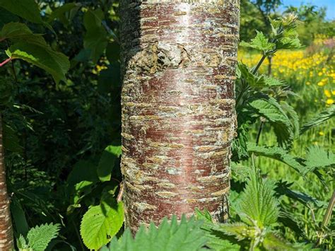 How To Identify A Wild Cherry Tree Prunus Avium